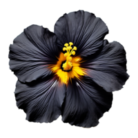 AI generated Black gold  flower isolated on Transparent background png