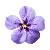 ai generado acuarela Violeta flor aislado en transparente antecedentes png