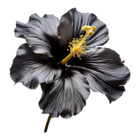 AI generated Black gold  flower isolated on Transparent background png