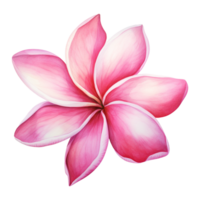 AI generated Watercolor pink plumeria flower isolated on Transparent background png