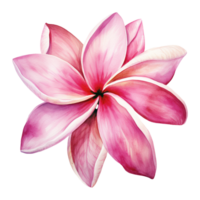 ai gegenereerd waterverf roze plumeria bloem geïsoleerd Aan transparant achtergrond png