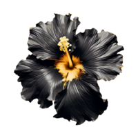 AI generated Black gold  flower isolated on Transparent background png