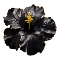 AI generated Black gold  flower isolated on Transparent background png