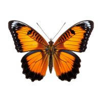 AI generated Butterfly png isolated on transparent background