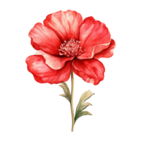 AI generated Watercolor Red flower isolated on Transparent background png