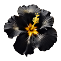 ai generiert schwarz Gold Hibiskus Blume isoliert auf transparent Hintergrund png