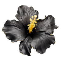 ai gerado Preto ouro hibisco flor isolado em transparente fundo png