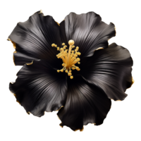 ai generiert schwarz Gold Hibiskus Blume isoliert auf transparent Hintergrund png