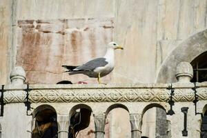 a seagull is perched on the edge of a balcony photo