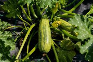 a zucchini plant with green leaves photo