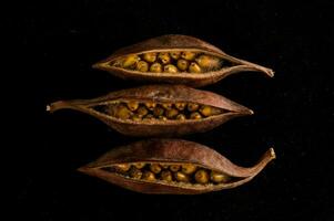 three seeds of a nut on a black background photo