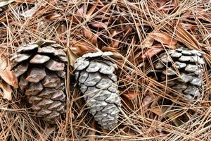 three pine cones are laying on the ground photo