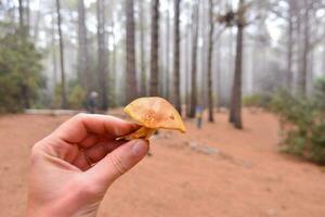 a person holding a small mushroom in the middle of a forest photo
