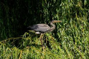 a heron is perched on a branch in front of a tree photo