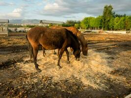 two horses eating hay in a stable photo