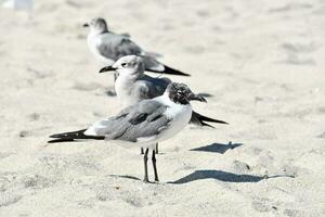 three birds standing on the beach in the sand photo
