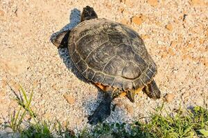 a turtle is walking on the ground photo