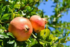 two pomegranates are growing on a tree photo