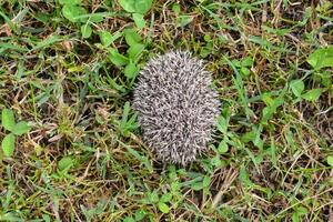 a hedgehog is sitting on the ground in the grass photo