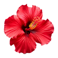 AI generated Red hibiscus flower isolated on transparent background png