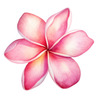 AI generated Watercolor pink plumeria flower isolated on Transparent background png