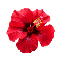 ai generado rojo hibisco flor aislado en transparente antecedentes png