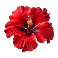 ai generado rojo hibisco flor aislado en transparente antecedentes png