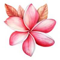 AI generated Watercolor pink plumeria flower isolated on Transparent background png