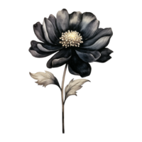 ai generado acuarela negro flor aislado en transparente antecedentes png