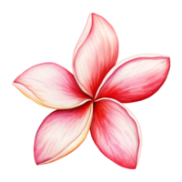 AI generated Watercolor pink plumeria flower isolated on Transparent background png
