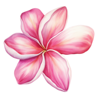 AI generated Watercolor pink plumeria flower isolated on Transparent background png