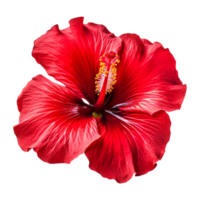 AI generated Red hibiscus flower isolated on transparent background png