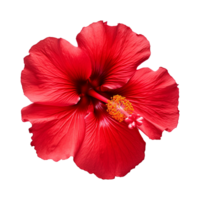 ai gegenereerd rood hibiscus bloem geïsoleerd Aan transparant achtergrond png