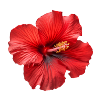 AI generated Red hibiscus flower isolated on transparent background png