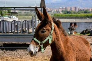 a donkey is standing in a field with a fence photo