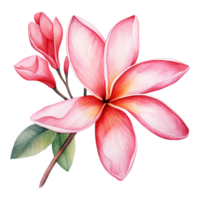 ai gegenereerd waterverf roze plumeria bloem geïsoleerd Aan transparant achtergrond png