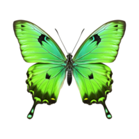 AI generated Butterfly png isolated on transparent background