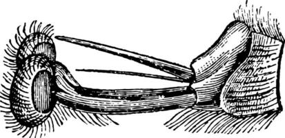 Lancet of the Meat Fly vintage illustration. vector