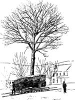 Moving a Tree in Winter, vintage illustration. vector