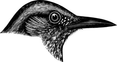 Blue Crow vintage illustration. vector