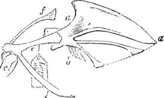 Willow Grouse Sternum vintage illustration. vector