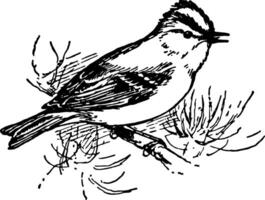 Golden Crested Wren, vintage illustration. vector