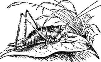 Female Grasshopper vintage illustration. vector