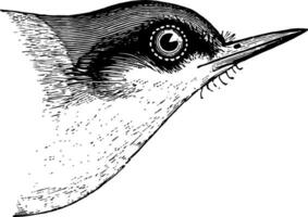 Brown headed Nuthatch vintage illustration. vector