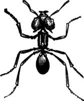 brasileño paraguas hormiga Clásico ilustración. vector