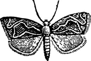 Tortrix Roborana vintage illustration. vector