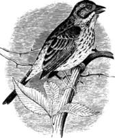 Song Sparrow vintage illustration. vector