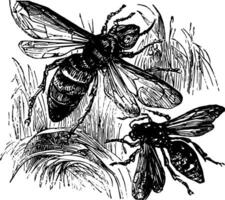 Wasp and Hornet vintage illustration. vector