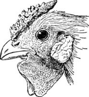 Head of Rose Comb Chicken vintage illustration. vector