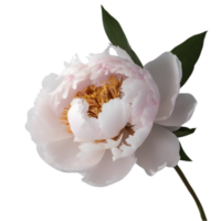 AI generated Close-up photo of Peony. Ai-Generated. png